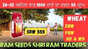 ਨਾ ਡਿੱਗਣ ਵਾਲੀ ਵੱਧ ਝਾੜ ਵਾਲੀ ਕਿਸਮ SRW 555 WHEAT by RAM SEEDS SHRI RAM TRADERS Maur Mandi, batninda, Punjab #dbw222 #srw555 #jatt #soil | Crop's Information