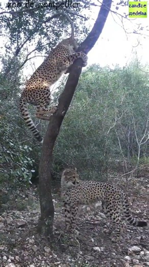 Tu n’as jamais vu un guépard faire ça… 😳