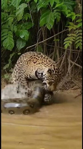 jaguar atrapando anaconda en el Amazonas 😱🌿🐆🐍 | encuentro salvaje