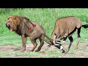Top 5 Antelope that Can KILL LIONS | Lion vs Gemsbok, Kudu, Wildebeest, Hartebeest, Crocodile