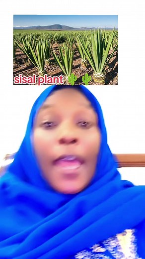 Sisal Plant: Does Sisal Have Flowers? Care & Cultivation Tips