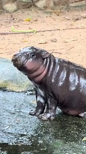 2.8K views · 119 reactions | Here’s your chance to be able to say “We...