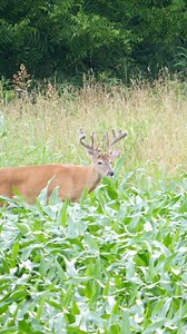 Poison!! #knotnormaladventures #velvet #velvetbucks #whitetail | Knot Normal Adventures