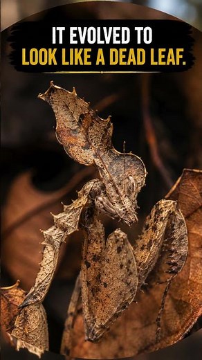 Ghost Mantis Facts 👻🍂 | The Insect That Looks Like a Dead Leaf