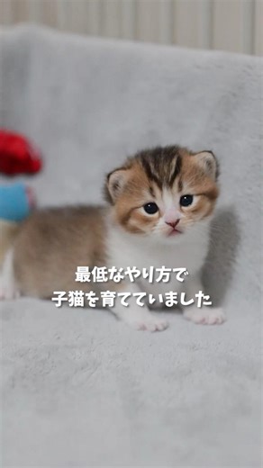 最低なやり方で子猫を育てていました