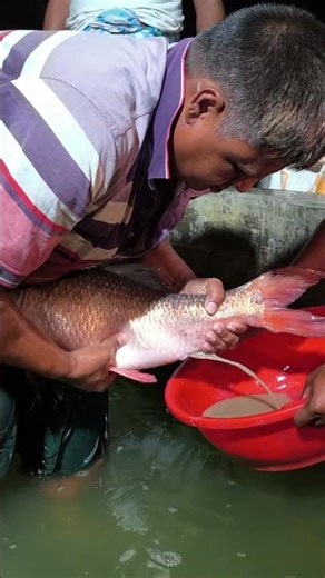 Vietnam Big Red Rohi Fish Breeding #shorts
