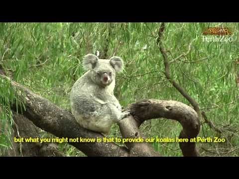 Feeding Perth Zoo's koalas