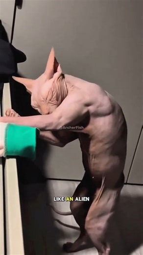 The Truth About Sphynx Cats #catlovers #sphynxcat #viral