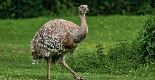 Rhea vs Emu: What Are 8 Key Differences?