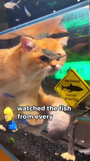 He Turned an Old Washing Machine Into a Cat Aquarium