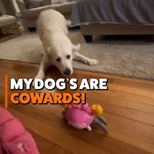 77K views · 2.3K reactions | I didn't know they would react like this! | Go Fetch | Facebook