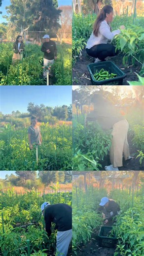 Chilli Picking with Dad: A Day of Laughter and Spice