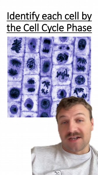 Mitosis Quiz: Understanding Cell Division Processes