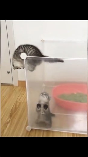 怒っているようで実は仲良し。猫と子犬の癒し時間