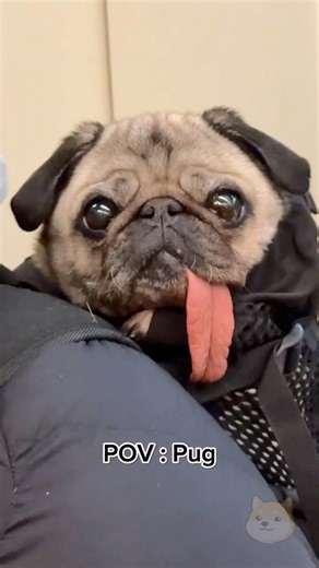This tiny pug doesn’t mess around 🐶