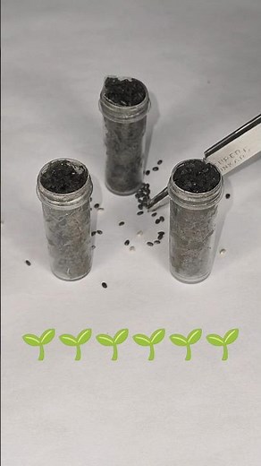 Growing Chia Seeds at Home 🌱 | Tiny Seeds, Fresh Green Life!