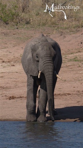 Elephant in the Kruger National Park of South Africa.