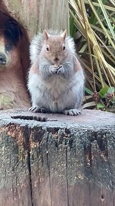 Go on Sidney let me tickle that fluffy tummy 😍🐿️🐾🐾❤️ | Mr Lumpy & Friends.
