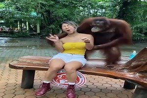 witziges Video 'der Affe hat eine Gespielin gefunden'