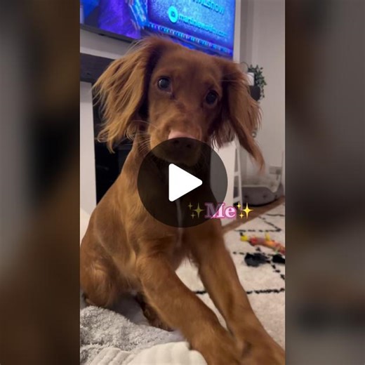 The biggest attention seeker😫😫 #cockerspaniel #dogsofttiktok #puppiesoftiktok #cockerspanielsoftiktok #cockerspanielpuppy #dogtok #cocker #fyp