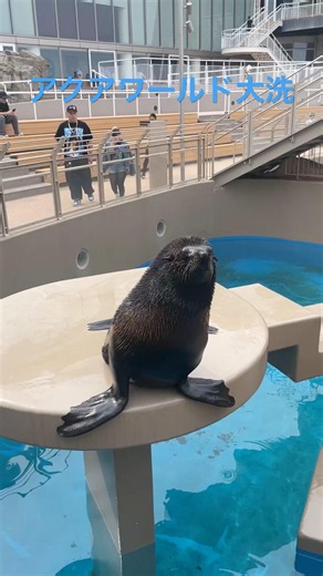 茨城県 大洗水族館🦭🦭 Aqua World!#魚 #sealions #seals #aqaurium #水族館#茨城県