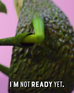 Our guac's ready when you want it, not when some fussy avocado finally decides they're ready. | Wholly Guacamole