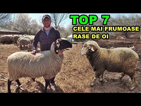 TOP 7 CELE MAI FRUMOASE RASE DE OI DIN ROMANIA - FILMATE DE MINE!