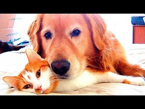 Dogs and Cats playing Together #62