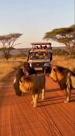 GORILLA 🦍 VS LION 🦁 | Who Rules the Wild?🦁#shortsfeed
