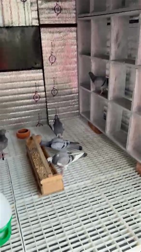 5.1K views · 139 reactions | New loft  New hope  | BD Racing Pigeon | Facebook