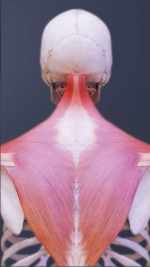 Animated Illustration of Muscle Strain in the Neck