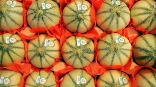 Melon du Quercy et raisin de Moissac : le département du Lot mis à l’honneur dans le livre "Terres de France : visages de l’agriculture de nos régions"
