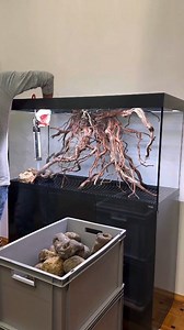 Aquarium: 150 x 55 x 65 cm Volume: 450 L ID: @amtra_official ALUX 450 LED Combination - Grey Powered by Olibetta #olibetta #amtra #aquarium #aquascaping #biotope | Oliver Knott