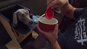 347K views · 5.5K reactions | A dog with a special condition is...