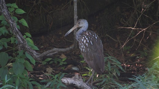 Tropical wetland bird spotted on Lake Springfield, only eighth of its kind ever recorded in Missouri
