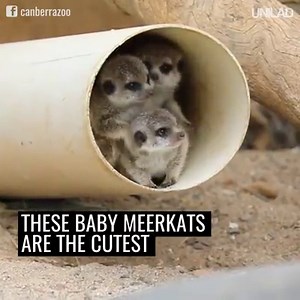 1.5M views · 41K reactions | These baby meerkats are adorable and I need 10 of them  | UNILAD | Facebook