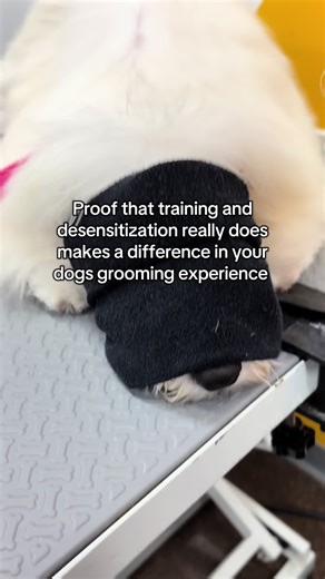 Nala's First Grooming Experience: Adorable Puppy Moments