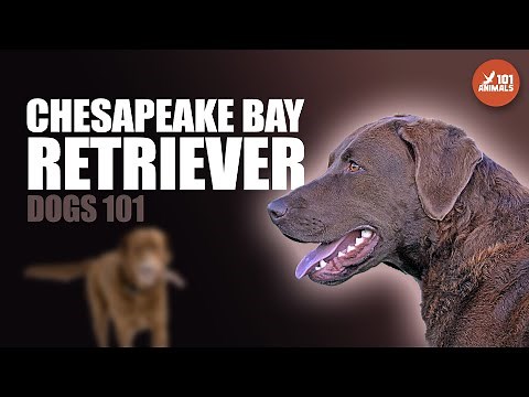 Chesapeake Bay Retriever 101: The Hunting Dog and Family Companion