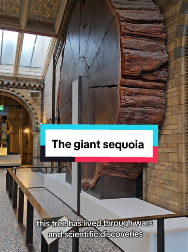Explore the 1,300-Year-Old Giant Sequoia Slice