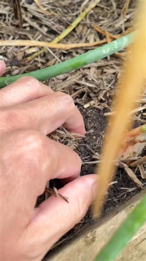 10K views · 100 reactions | Checking shallots #shallots #homegrown #backyardgarden #garden #FreshGarden | GrowwithChea | Facebook