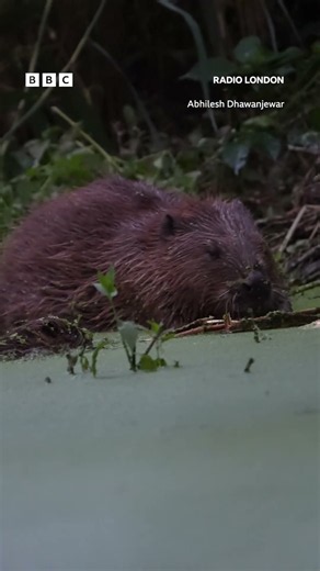 🦫 Baby beavers in Ealing