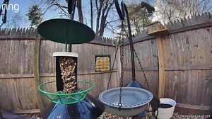 Just when you think you finally squirrel-proofed your bird feeder… 😅🐿️ Looks like he's got his own house up there! Still, he likes the bird seeds better :-) | Roar Wildlife News