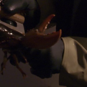 18K views · 100 reactions | Lobster catching, everything can go wrong. | Best Documentary | Facebook