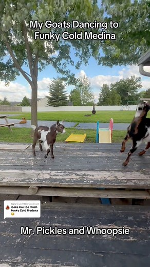 373K views · 10K reactions | Goats Dancing to Funky Cold Medina. Mr. Pickles and Whoopsie #goats #nigeriandwarfgoats #farmlife #pets #babygoats | Kids On Kerth | Facebook