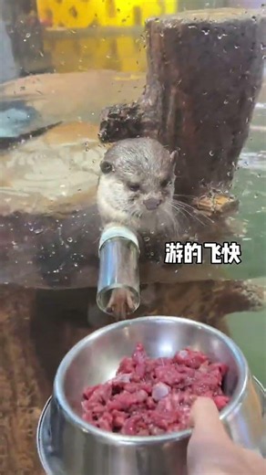 AAA Changsha Zoolung Fish Meat General Agent Mr Otter Do otters like to eat beef Otters b