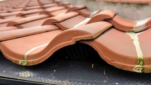 How cluster flies enter your walls