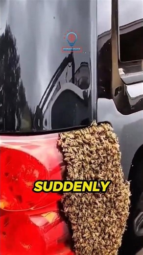 Watch This Bee Swarm Choose a New Home