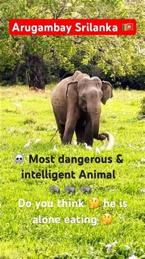 WILD ELEPHANTS 🐘 and Buffalo 🐃 gang with birds #shorts #viralshorts