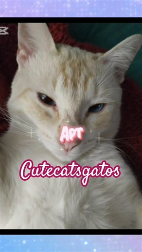 #cat #cute #kitty #apt