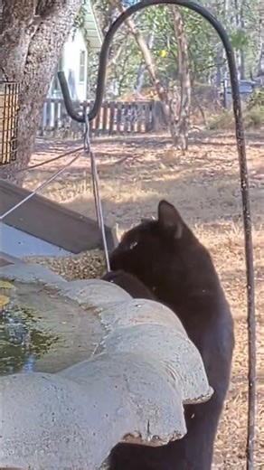 Feral cat attack at the birdfeeder 😢☠️
